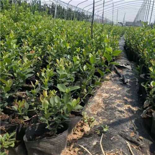梅河口薄雾蓝莓苗种植基地访问雨凡农业